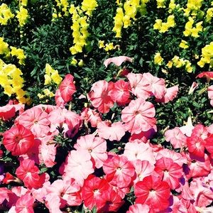 Meet your Posher, Maya